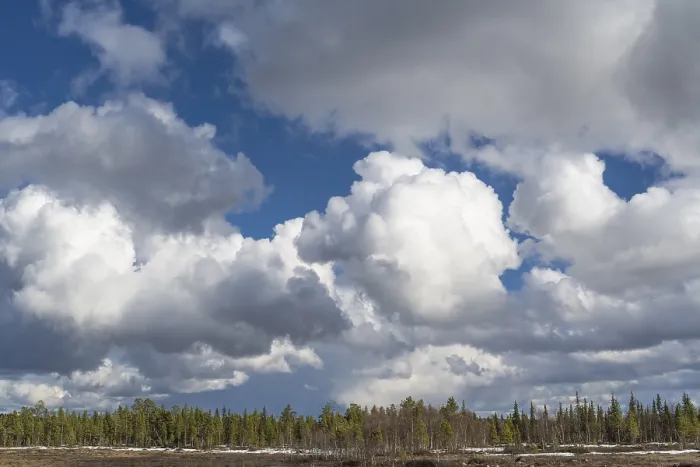 Gerahmter Druck : Cumuluswolken über einem Waldgebiet, Muddus-Nationalpark, Laponia Weltkulturerbe, Lappland, Schweden Gerahmter Druck : Cumuluswolken über einem Waldgebiet, Muddus-Nationalpark, Laponia Weltkulturerbe, Lappland, Schweden