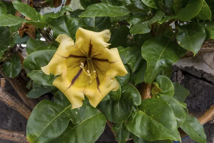 Gerahmter Druck : Becher von der Goldrebe (Solandra maxima)