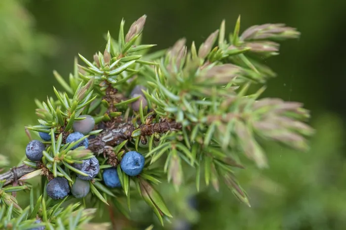 Gerahmter Druck : Cupressaceae, Feuerbaum, Gemeiner Wacholder Gerahmter Druck : Cupressaceae, Feuerbaum, Gemeiner Wacholder