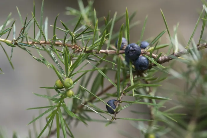 Gerahmter Druck : Cupressaceae, Feuerbaum, Gemeine Wachsteige. Gerahmter Druck : Cupressaceae, Feuerbaum, Gemeine Wachsteige.