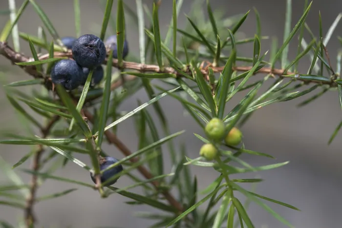 Gerahmter Druck : Cupressaceae, Feuerbaum, Gemeiner Wacholder Gerahmter Druck : Cupressaceae, Feuerbaum, Gemeiner Wacholder