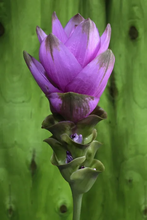 Gerahmter Druck : Curcuma Gerahmter Druck : Curcuma