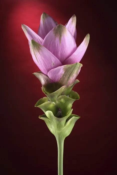 Gerahmter Druck : Curcuma Gerahmter Druck : Curcuma