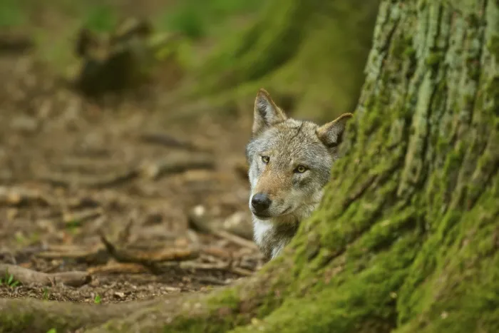 Gerahmter Druck : Ein neugieriger Wolf lugt hinter einem moosigen Baum hervor. Gerahmter Druck : Ein neugieriger Wolf lugt hinter einem moosigen Baum hervor.