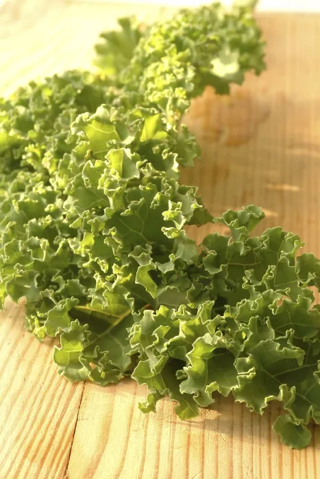 Gerahmter Druck : Kurzhaar-Kohl Gerahmter Druck : Kurzhaar-Kohl