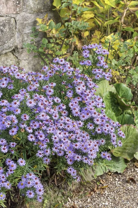 Gerahmter Druck : Kissen-Aster (Aster Prof) Gerahmter Druck : Kissen-Aster (Aster Prof)