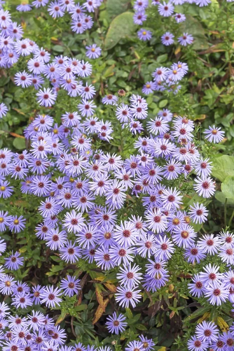 Gerahmter Druck : Kissen-Aster (Aster Prof) Gerahmter Druck : Kissen-Aster (Aster Prof)