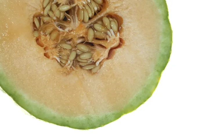 Gerahmter Druck : Charentais-Melone schneiden. Gerahmter Druck : Charentais-Melone schneiden.