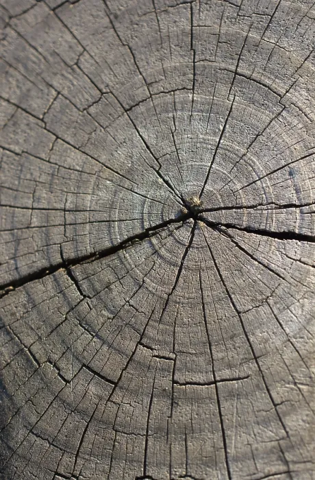 Gerahmter Druck : Rasche Baumstammoberfläche als Hintergrundtextur. Gerahmter Druck : Rasche Baumstammoberfläche als Hintergrundtextur.