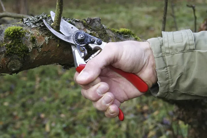 Gerahmter Druck : Schnitt eines Fruchtbaumes mit einer Schere zum Befestigen. Gerahmter Druck : Schnitt eines Fruchtbaumes mit einer Schere zum Befestigen.