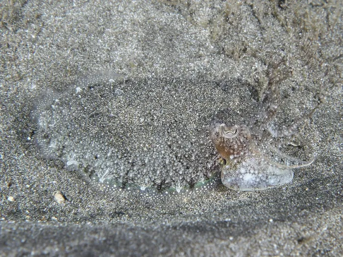 Gerahmter Druck : Tintenfisch mit einem grauen Muster. Gerahmter Druck : Tintenfisch mit einem grauen Muster.