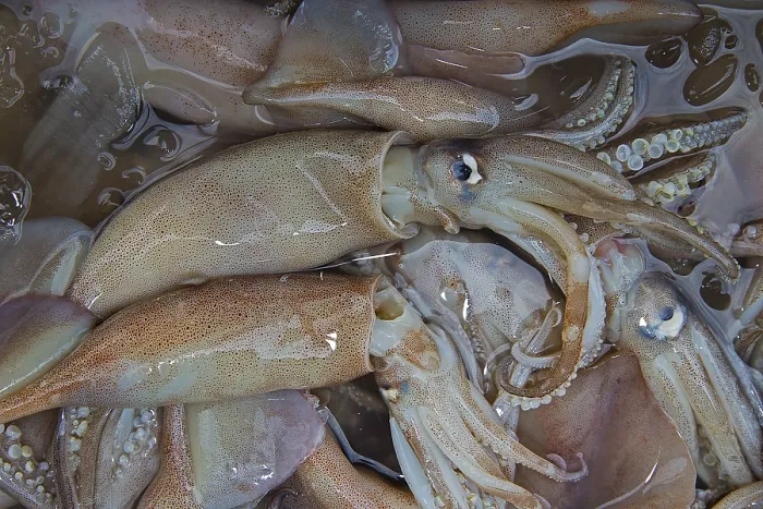 Gerahmter Druck : Cuttlefish, Squid (Calamari, Cuttlefish, Polpi, Calamares) in Chiang Mai, Nordthailand Gerahmter Druck : Cuttlefish, Squid (Calamari, Cuttlefish, Polpi, Calamares) in Chiang Mai, Nordthailand