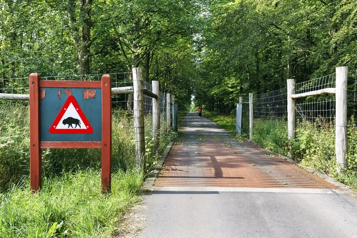 Gerahmter Druck : Radweg durch Waldgebiet. Gerahmter Druck : Radweg durch Waldgebiet.