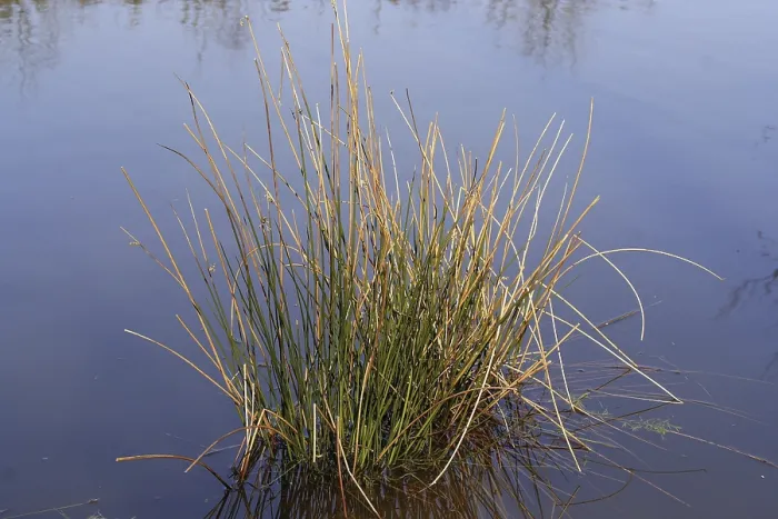 Gerahmter Druck : Cyperaceae in Wasser. Gerahmter Druck : Cyperaceae in Wasser.