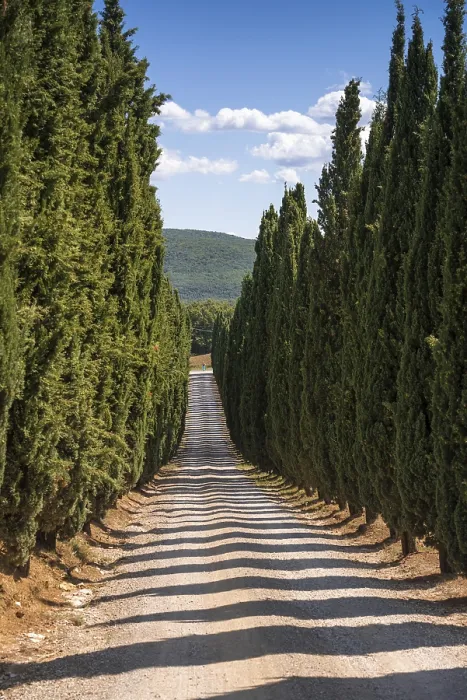 Gerahmter Druck : Cypress Gerahmter Druck : Cypress