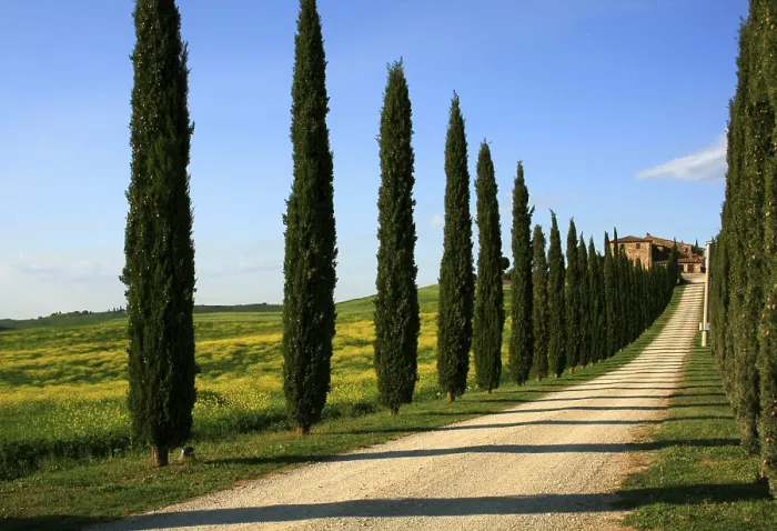 Gerahmter Druck : Cypress Avenue Gerahmter Druck : Cypress Avenue
