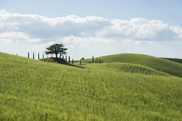 Gerahmter Druck : Zypressen und ein Zederbaum, Val d'Orcia.
