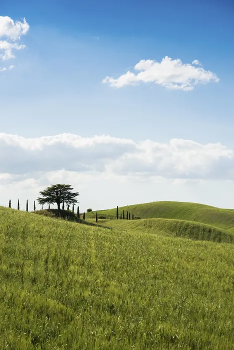 Gerahmter Druck : Zypressen und ein Zederbaum, Val d'Orcia. Gerahmter Druck : Zypressen und ein Zederbaum, Val d'Orcia.