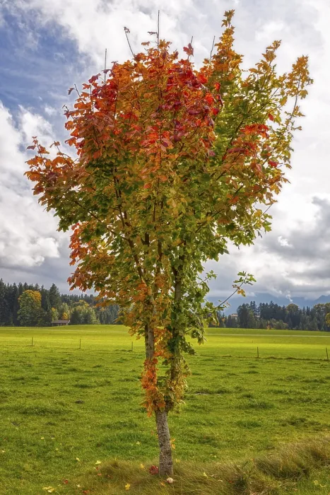 Gerahmter Druck : D, Baum, hdr Gerahmter Druck : D, Baum, hdr