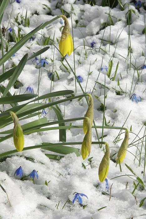Gerahmter Druck : Daffodil, daffodil. Gerahmter Druck : Daffodil, daffodil.
