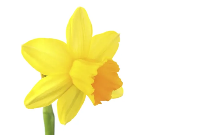 Gerahmter Druck : Narziss (Narcissus) Gerahmter Druck : Narziss (Narcissus)