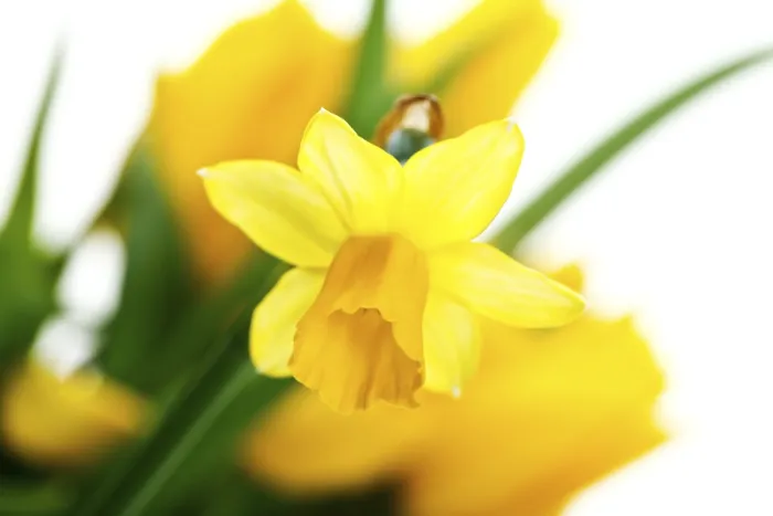 Gerahmter Druck : Daffodils Gerahmter Druck : Daffodils