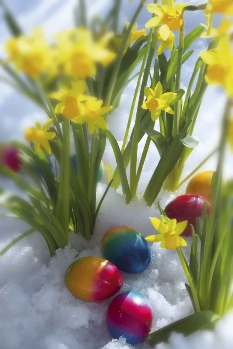 Gerahmter Druck : Narzissen und farbige Eier im Schnee. Gerahmter Druck : Narzissen und farbige Eier im Schnee.