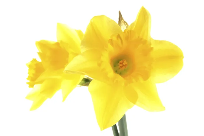 Gerahmter Druck : Narzissen (Narcissus) Gerahmter Druck : Narzissen (Narcissus)