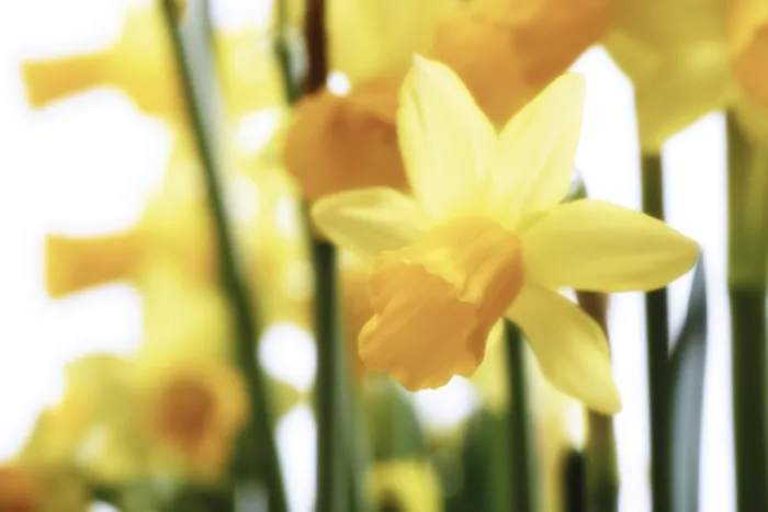 Gerahmter Druck : Narzissen (Narcissus) Gerahmter Druck : Narzissen (Narcissus)
