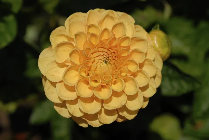 Gerahmter Druck : Dahlia Gerahmter Druck : Dahlia