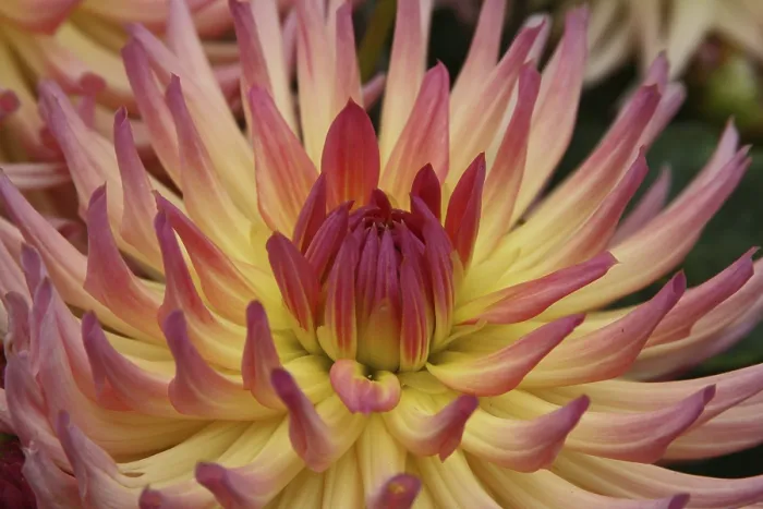 Gerahmter Druck : Dahlia Gerahmter Druck : Dahlia
