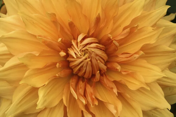 Gerahmter Druck : Dahlia Gerahmter Druck : Dahlia