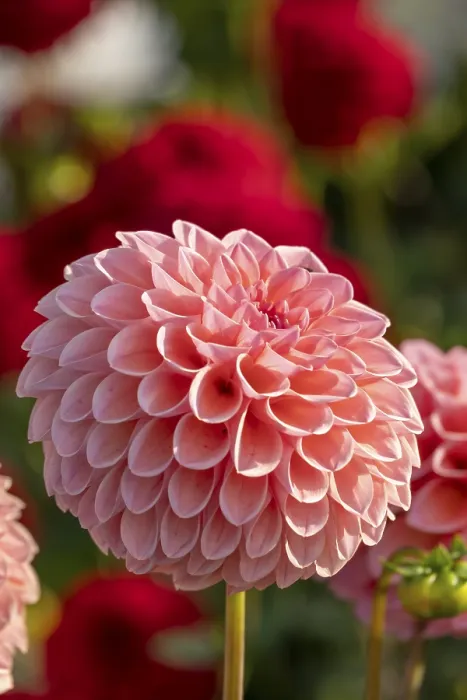 Gerahmter Druck : Dahlia