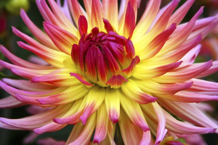 Gerahmter Druck : Dahlia Gerahmter Druck : Dahlia