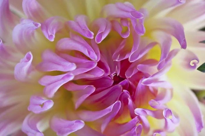 Gerahmter Druck : Dahlia Gerahmter Druck : Dahlia