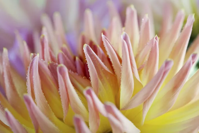 Gerahmter Druck : Dahlia mit Taukörnern. Gerahmter Druck : Dahlia mit Taukörnern.