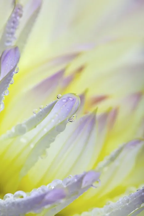Gerahmter Druck : Dahlia mit Tauperlen. Gerahmter Druck : Dahlia mit Tauperlen.