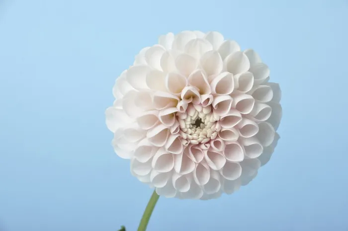Gerahmter Druck : Dahlia-Pompom auf blauer Hintergrund. Gerahmter Druck : Dahlia-Pompom auf blauer Hintergrund.