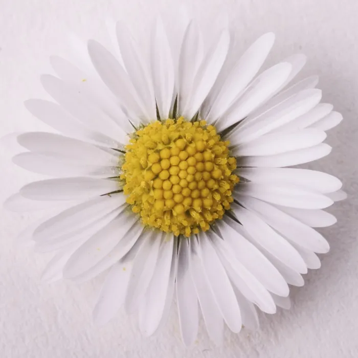 Gerahmter Druck : Daisy Gerahmter Druck : Daisy