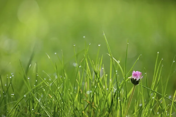 Gerahmter Druck : Blumen von Daisy. Schöne Frühlingshintergrund. Gerahmter Druck : Blumen von Daisy. Schöne Frühlingshintergrund.