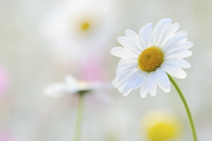 Gerahmter Druck : Daisy (Leucanthemum)