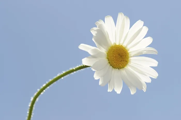 Gerahmter Druck : Leucanthemum Gerahmter Druck : Leucanthemum