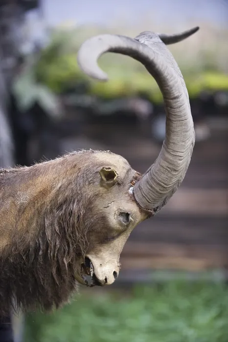 Gerahmter Druck : Schafbock von Dall-Rams Kopf Gerahmter Druck : Schafbock von Dall-Rams Kopf