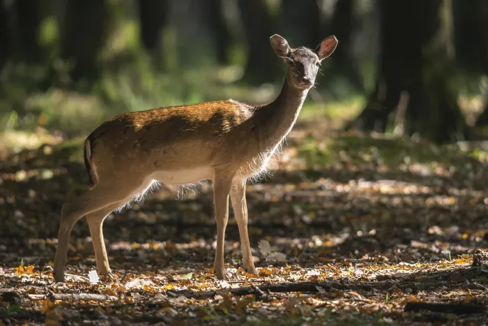 Gerahmter Druck : Dama dama, Damhirsch, Damwild Gerahmter Druck : Dama dama, Damhirsch, Damwild