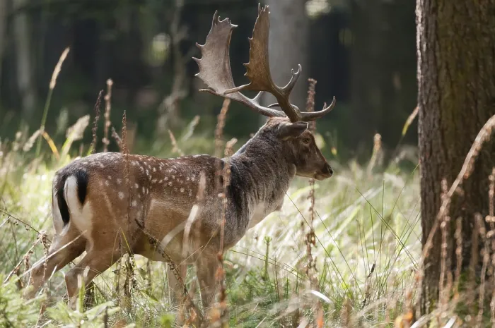 Gerahmter Druck : Dama dama, Fuchsziege, Fuchsziege Gerahmter Druck : Dama dama, Fuchsziege, Fuchsziege