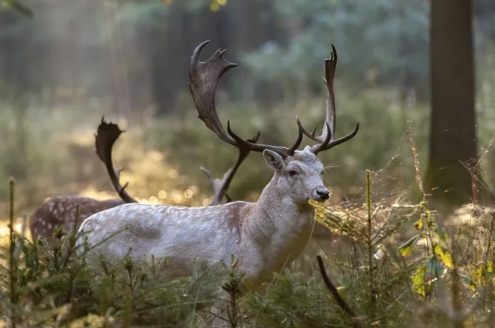 Gerahmter Druck : Dama dama, Hirschziegenantilope, Hirschziegenantilope Gerahmter Druck : Dama dama, Hirschziegenantilope, Hirschziegenantilope