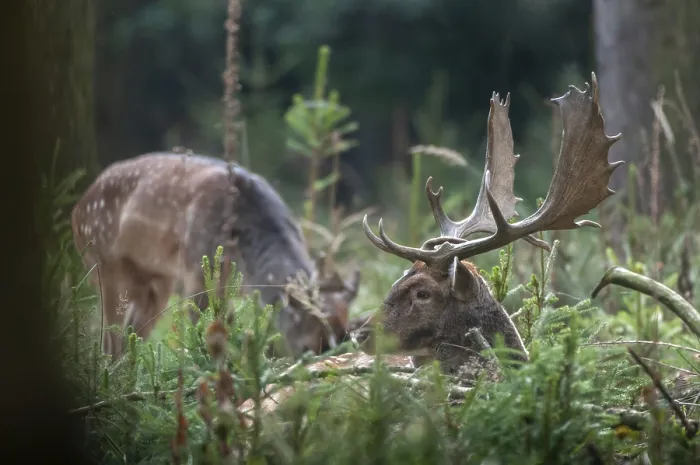 Gerahmter Druck : Dama dama, Hirschziegenantilope, Hirschziegenantilope. Gerahmter Druck : Dama dama, Hirschziegenantilope, Hirschziegenantilope.