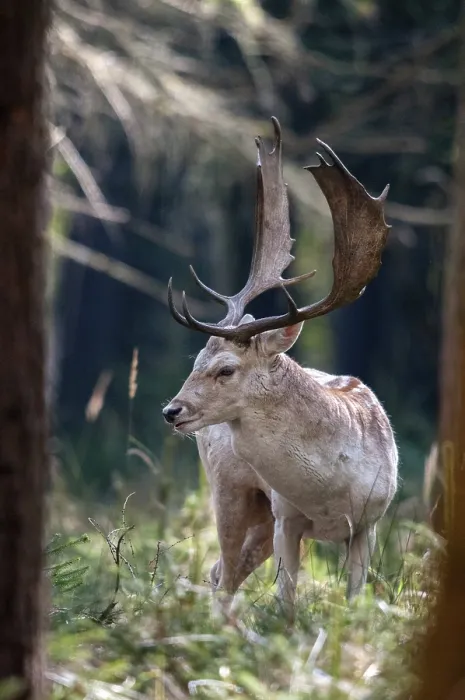 Gerahmter Druck : Dama dama, Hirschziegenantilope, Hirschziegenantilope. Gerahmter Druck : Dama dama, Hirschziegenantilope, Hirschziegenantilope.