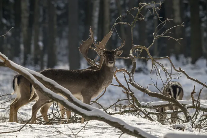 Gerahmter Druck : Dama dama, Damhirsch, Damhirsch. Gerahmter Druck : Dama dama, Damhirsch, Damhirsch.