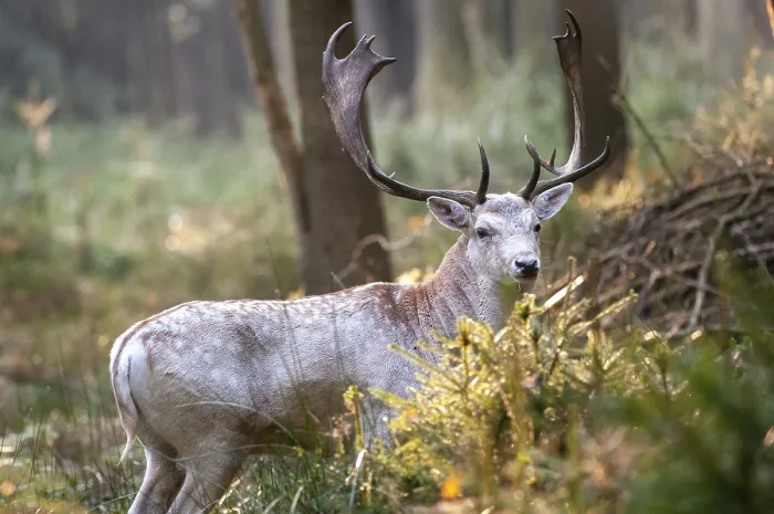 Gerahmter Druck : Dama dama, Hirschziegenantilope, Hirschziegenantilope Gerahmter Druck : Dama dama, Hirschziegenantilope, Hirschziegenantilope